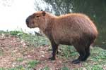 El capibara o carpincho es el roedor de mayor tamaño que existe