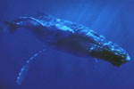 Ballena azul (Balaenoptera musculus), el mayor mamífero que existe