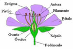 Ejemplos de las partes en que se dividen las flores