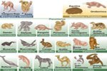 Clasificación taxonómica de los mamíferos