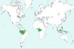 Mapa de distribución del clima ecuatorial en el mundo