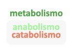Las dos fases en que se divide el metabolismo