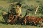 León comiendo su presa