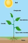 El proceso de la fotosíntesis