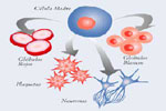 Células madre, generadoras de células específicas