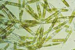 Algas microscópicas