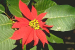 Flor de Pascua (Euphorbia pulcherrima)