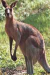 El canguro, mamífero marsupial australiano por excelencia