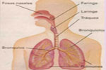 Imagen de los órganos y conductos del aparato respiratorio