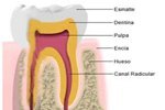 Las partes en las que se divide el diente