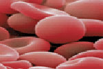 Glóbulos rojos, uno de los elementos formes de la sangre