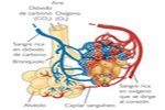 Proceso de hematosis o intercambio de gases en los alveolos pulmonares