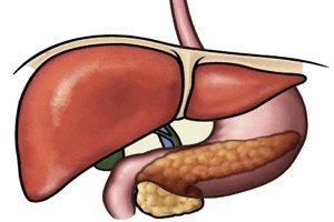 Hígado y páncreas, ejemplos típicos de glándulas anficrinas
