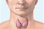 Localización de la glándula tiroides