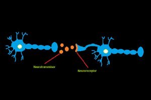 Funcionamiento de los neurotransmisores en la comunicación de las neuronas