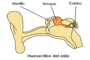 Localización del yunque respecto a los demás huesecillos del oído