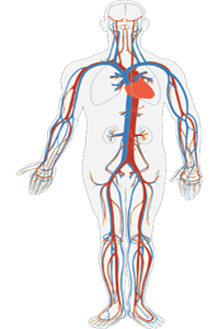 El sistema venoso con las venas más importantes, integrado en el sistema circulatorio El sistema venoso con las venas más importantes, integrado en el sistema circulatorio