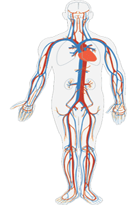 Conjunto de venas del sistema circulatorio