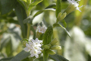Aspecto de las hojas y flores de la estevia (Stevia rebaudiana)