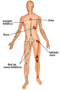Ejemplos de los principales órganos linfoides o linfáticos