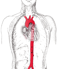 Localización de la aorta en el organismo humano