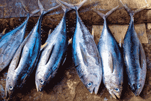 Atunes, típico ejemplo de pescado azul