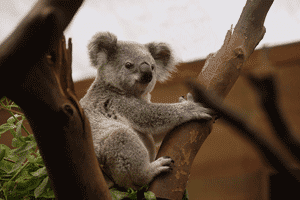 Koala, marsupial típico australiano