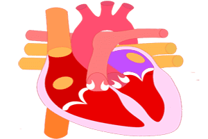 Localización de la aurícula izquierda (en violeta) con el corazón visto de frente