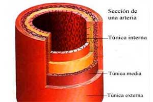 Las capas tisulares de las que están constituidas las paredes arteriales