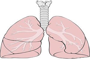 Concepto de pulmón
